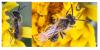Andrena sp.